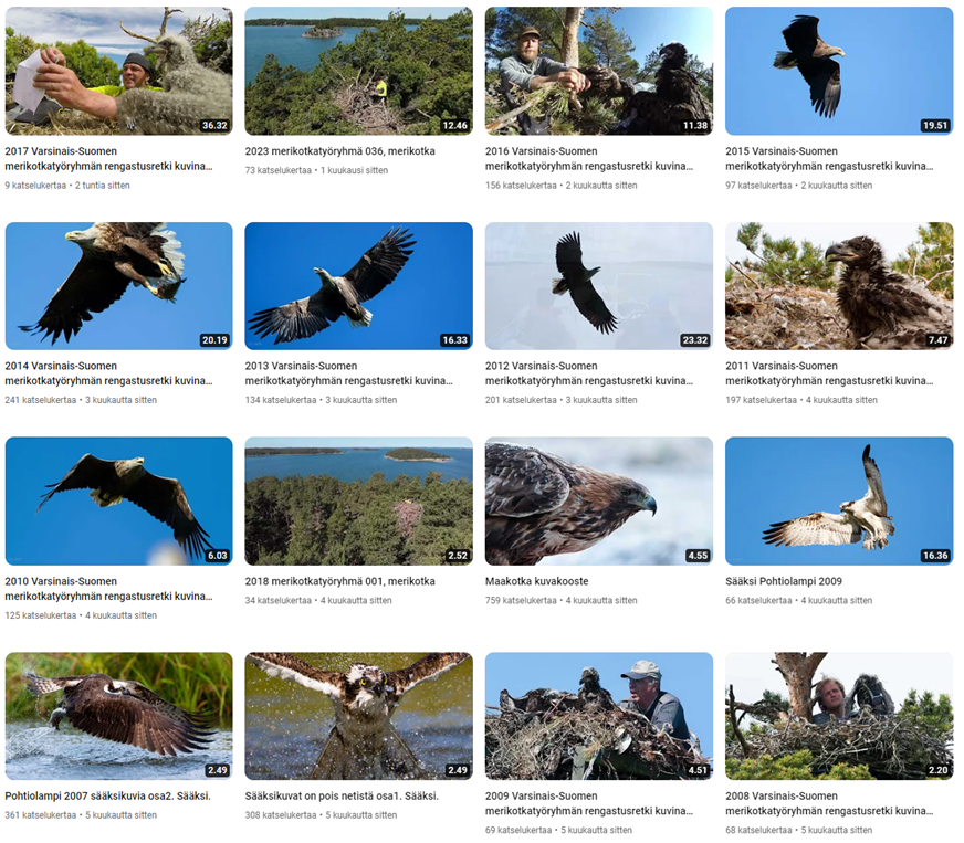 A collage of images of birds flying

Description automatically generated